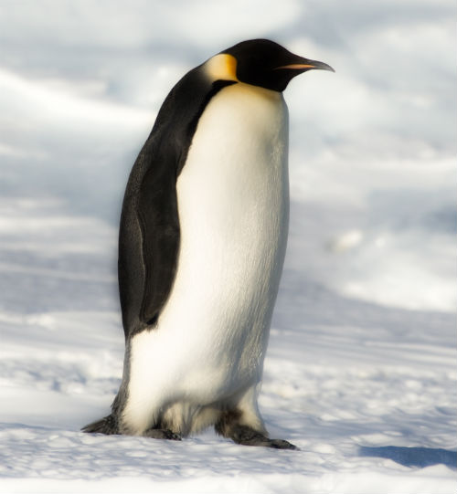 "Пингвин" Гугл (Google Penguin). Особенности продвижения сайта